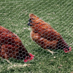 Customized Chicken Wire Mesh and Galvanized Hexagonal Wire Mesh - Factory Direct Sales