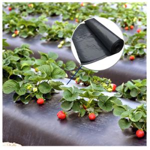 Black and Silver Agricultural Plastic Polyethylene Mulch Sheet, Weed Control Ground Cover Reflective Mulch Film, Plant Mulch Film