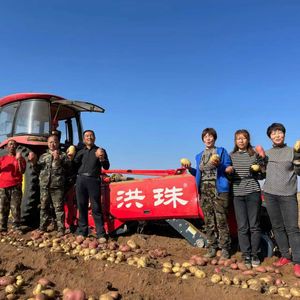 China Hongzhu Manufacture Agricultural Machinery Compact New 4u-180d Potato Harvester