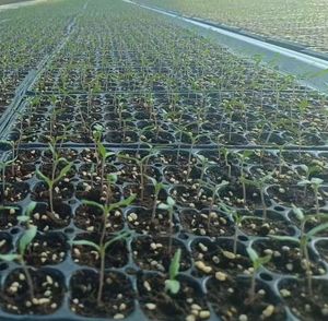 High-Quality Seedling Trays for Seed Planting with Customized Thickness Options