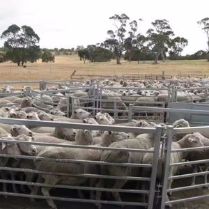 Heavy-Duty Galvanized Round Corral Panel for Cattle and Horses
