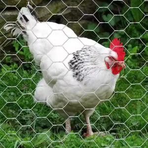 Galvanized Chicken Wire