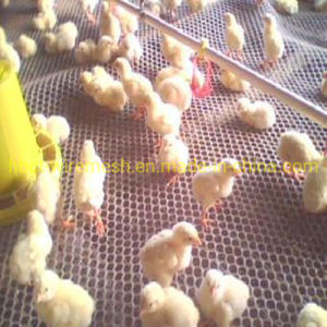 Plastic Flat Net for Chicken Farm