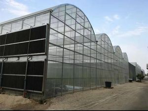 Galvanized Steel Frame Agricultural Venlo Type Multi-Span Polycarbonate Sheet Greenhouse for Commercial Vegetable Cultivation
