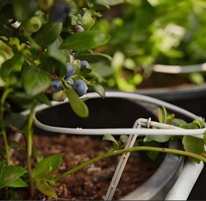High-Performance Agriculture Arrow for Enhanced Drip Irrigation Efficiency