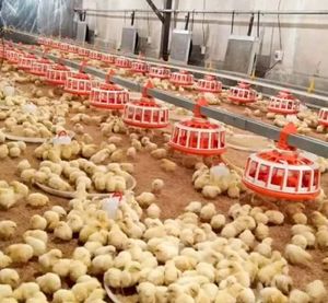 Farming Equipment for Poultry Raising