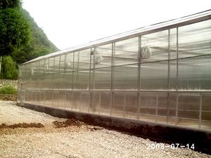 Commercial Multi-Span Glass Polycarbonate Greenhouse for Hydroponic Tomato and Strawberry Cultivation