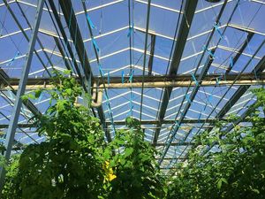 The Best-Selling Q195 Material Multi-Span Plastic Planting Greenhouse