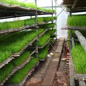 Eco-Friendly Plastic Seedling Tray with 200 Holes for Efficient Planting