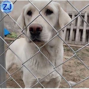 Galvanized Steel PVC Chain Link Wire Temporary Fence 2mx15m Roll Mesh