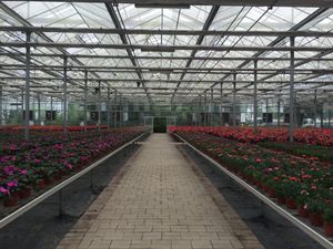 Turnkey Agricultural Multi Span Steel Structure Greenhouse with Film Polycarbonate Glass Covering