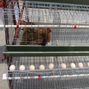 High-Quality Layer Poultry Battery Cages for 96 to 160 Birds