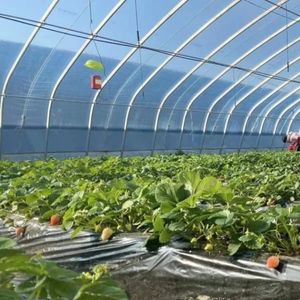 Best Selling PE Green House Film Agricultural Polyethylene Greenhouse Plastic Film