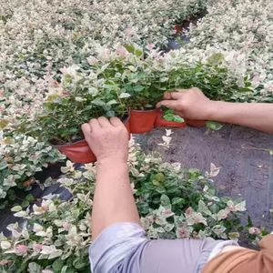 Durable Non Woven Grass Barrier Mat for Agricultural Projects