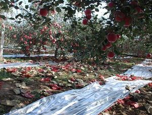 Factory Supply Metallized Film for Increasing Reflectivity for Plants
