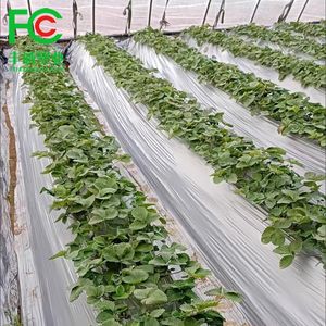 Manufacturer Biodegradable Black Plastic Mulch Film Agriculture