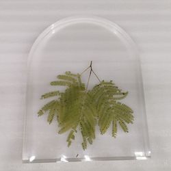 Clear Acrylic Display with Plant for Home Shop Decoration