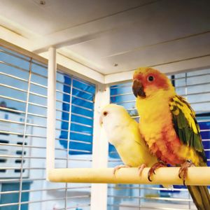 Multi-Purpose Smart Pet Cabin for Birds, Cats & Dogs - APP Controlled Heated Cage with Fresh Air System & UV Sterilization, Home & Breeding Use