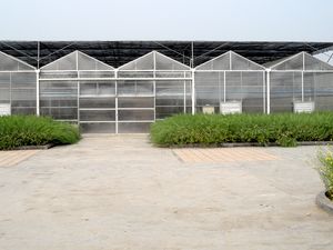 Cheap Multi-Span/Single Span Commercial Glass Polycarbonate Farm Agriculture Greenhouse with Seedbed Hydroponic for Tomato Strawberry