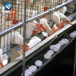 Hot Sale Good Quality Small Scale Poultry Equipment