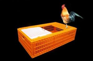 High Quality Plastic Chicken Transport Cage for Poultry Farm Used