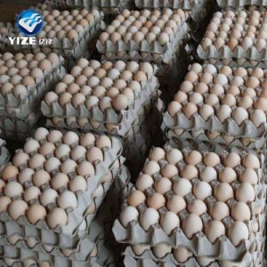 High Quality Egg Tray Egg Cartons Paper Material 30 Holes Trays for Chicken Duck Quail Eggs Hot Sale