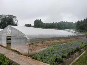 Agricultural Multi Span PE Film Greenhouse for Vegetables