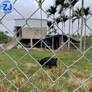 PVC Coated Galvanized Chain Link Fence Diamond Wire Mesh