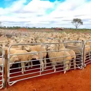 Livestock Yard Widely Used Cattle Yard Fence Cattle Panels