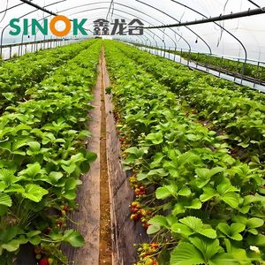 Agricultural Single Span Tunnel Plastic Po/PE Film Greenhouse with Irrigation System