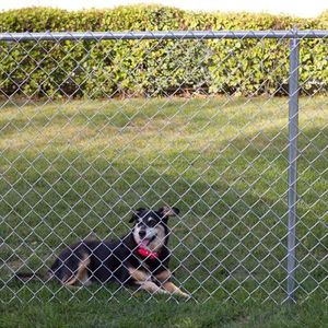 Galvanized Chain Link Fence/PVC Coated Chain Link Fence/Chain Link Fence Supplier